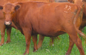 A Good Red Angus Mama Cow Wearing the Lohof Brand