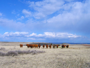Fat Cows and Steers Under Montana Sky