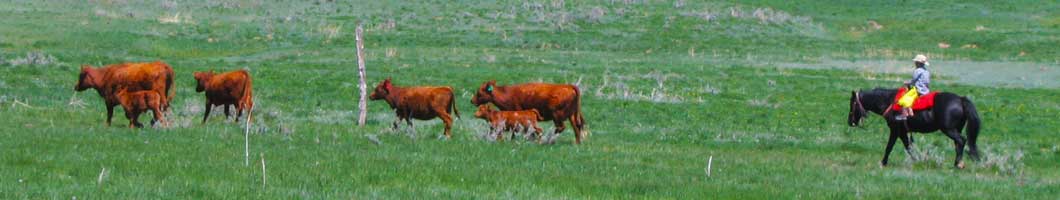 Hans Herding Cattle